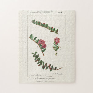 Cranberry (Vaccinium Macrocarpon) Puzzle