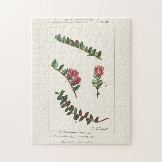 Cranberry (Vaccinium Macrocarpon) Puzzle (Vertikal)
