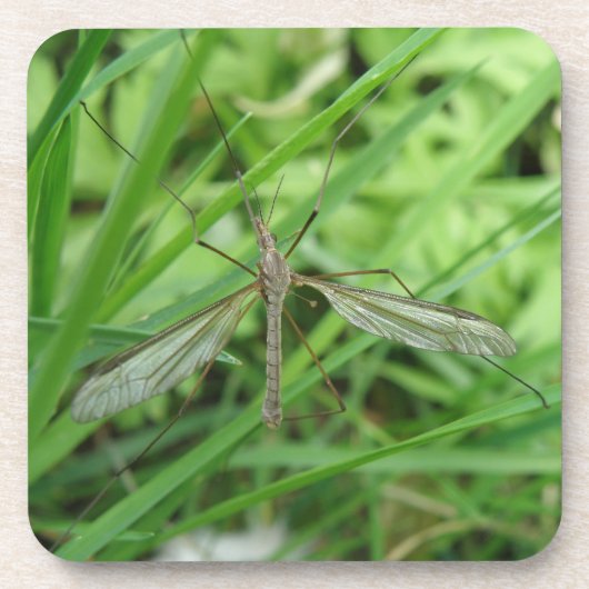 Crane Fly Cork Untersetzer (Vorderseite)