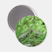 Crane Fly Magnet (Vorderseite/Rückseite)
