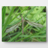 Crane Fly Plaque Fotoplatte (Vorderseite)
