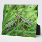 Crane Fly Plaque Fotoplatte (Seite)
