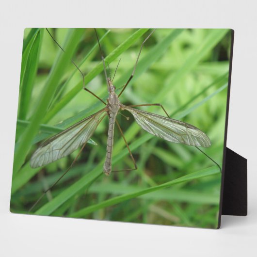 Crane Fly Plaque Fotoplatte (Seite)
