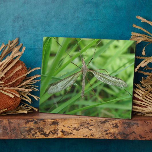 Crane Fly Plaque Fotoplatte (Seite)