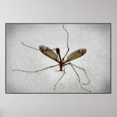 Crane Fly Poster (Vorne)