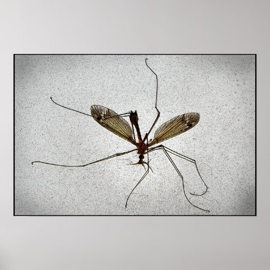 Crane Fly Poster (Vorne)