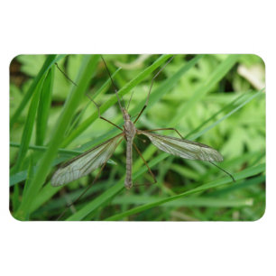Crane Fly Premium Magnet