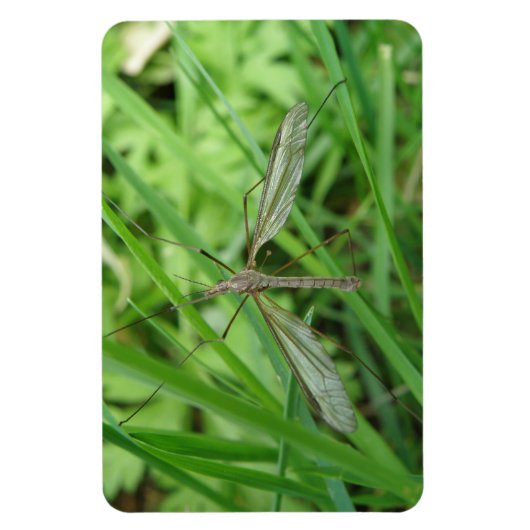 Crane Fly Premium Magnet (Vertikal)