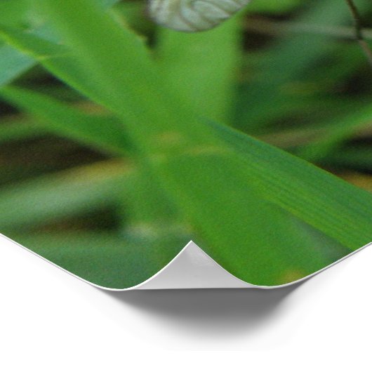 Crane Fly Print Poster (Ecke)