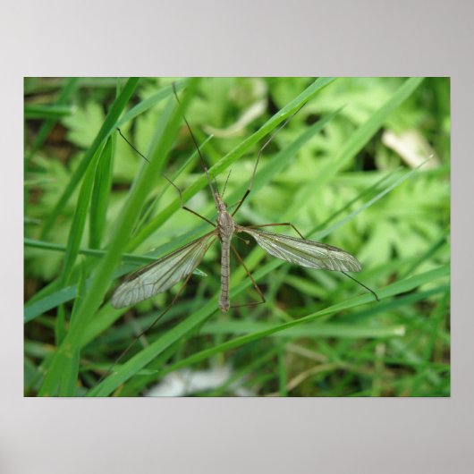 Crane Fly Print Poster (Vorne)
