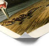 Crane John James Audubon Birds of America Poster (Ecke)