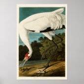 Crane John James Audubon Birds of America Poster (Vorne)