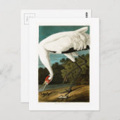 Crane John James Audubon Birds of America Postkarte (Vorne/Hinten)