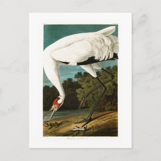 Crane John James Audubon Birds of America Postkarte (Vorderseite)