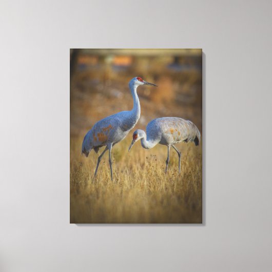 Crane Leinwanddruck (Vorderseite)