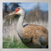 Crane View Poster (Vorne)