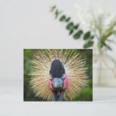 Crane-Vogelportrait Postkarte (Stehend Vorderseite)