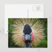 Crane-Vogelportrait Postkarte (Vorne/Hinten)