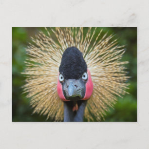 Crane-Vogelportrait Postkarte