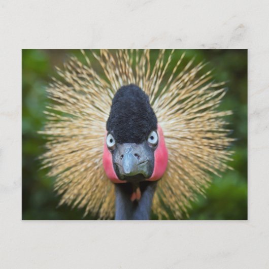 Crane-Vogelportrait Postkarte (Vorderseite)