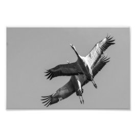 Cranes Fotodruck