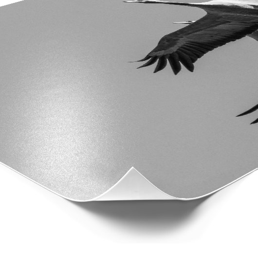 Cranes Fotodruck (Ecke)