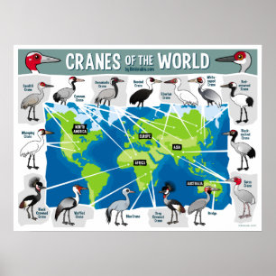 Cranes of the World Poster