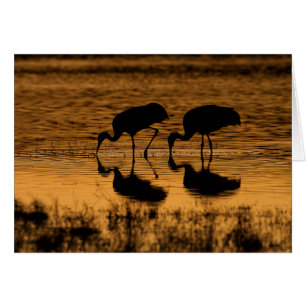 Cranes Silhouette vom Sonnenuntergang