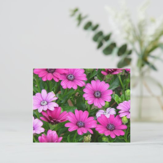Cranesbill Geranium (rosa Blume) Postkarte (Stehend Vorderseite)