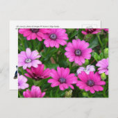 Cranesbill Geranium (rosa Blume) Postkarte (Vorne/Hinten)