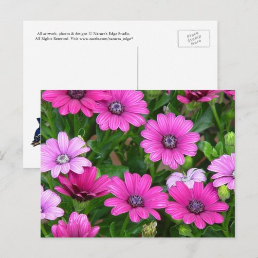 Cranesbill Geranium (rosa Blume) Postkarte (Vorne/Hinten)