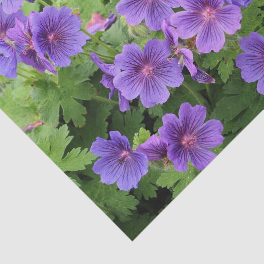 Cranesbill Geranium Tissue Paper Seidenpapier (Ausschnitt)