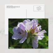 Cranesbill Geraniums, Insel Unalaska Postkarte (Vorne/Hinten)