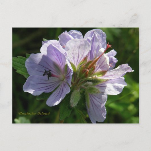 Cranesbill Geraniums, Insel Unalaska Postkarte (Vorderseite)