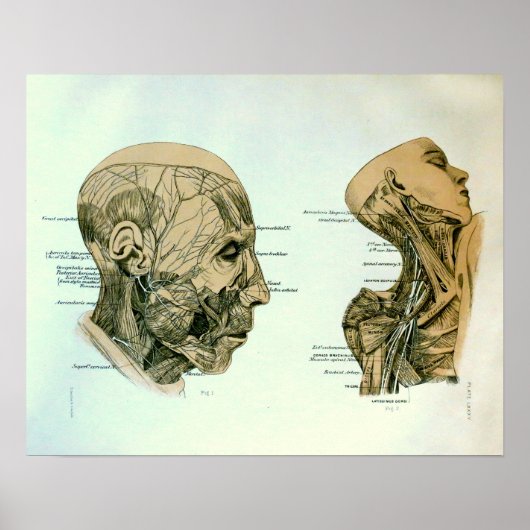 Cranial Nerves Poster (Vorne)