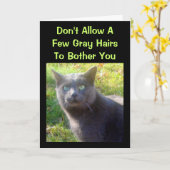 Cranky Cat Humors Geburtstagskarte Karte (Gelbe Blume)