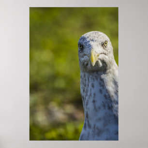 Cranky Old Seagull (Eigener Text hinzufügen) Poster