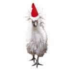 Cranky Silkie Bantam Chicken Weihnachtsmannmütze W Freistehende Fotoskulptur<br><div class="desc">Kennen Sie jemanden,  der zu Weihnachten launisch wird? Dann ist dieses komische Silkie Chicken für sie!</div>