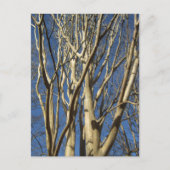 Crape Myrtle im Winter Postkarte (Vorderseite)