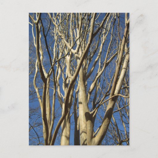 Crape Myrtle im Winter Postkarte (Vorderseite)