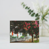Crape Myrtle, Sommer in Natchez, MS Postkarte (Stehend Vorderseite)