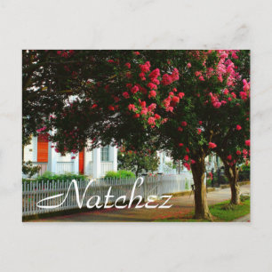 Crape Myrtle, Sommer in Natchez, MS Postkarte