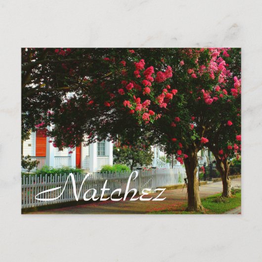 Crape Myrtle, Sommer in Natchez, MS Postkarte (Vorderseite)
