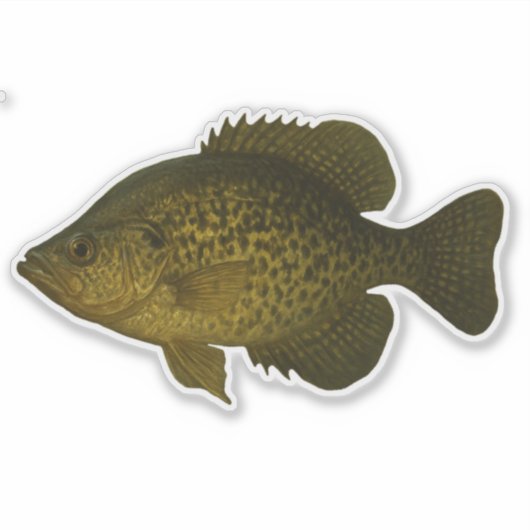 Crappie-Ausschnitt-Aufkleber Aufkleber (Vorderseite)