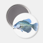 Crappie Magnet (Vorderseite/Rückseite)