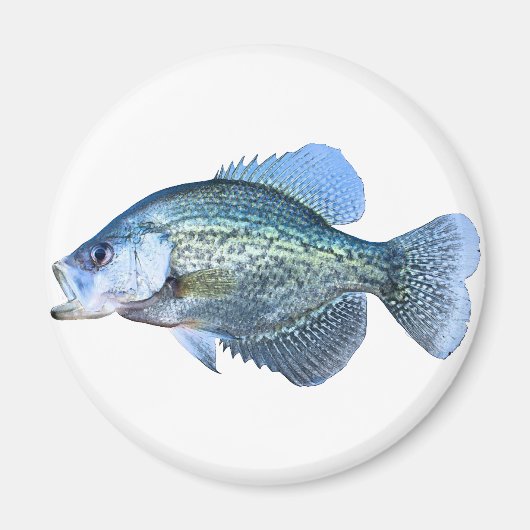 Crappie Magnet (Vorne)