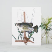 Crappie Mount (Stehend Vorderseite)