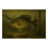 Crappie Poster (Vorderseite)