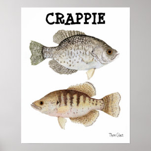 Crappie Poster