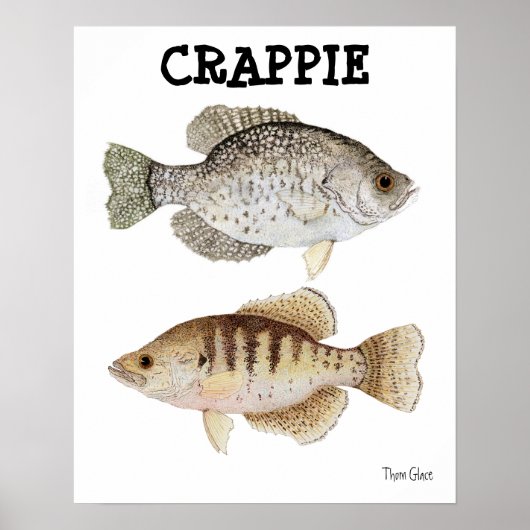 Crappie Poster (Vorne)
